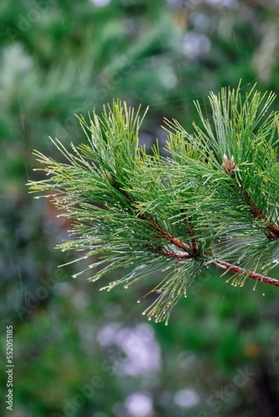 Obraz 雨の中の松