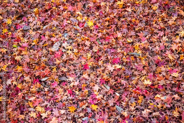 Fototapeta もみじのじゅうたん