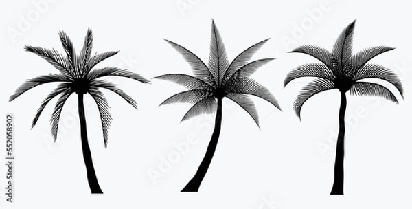 Fototapeta set of Palm silhouettes isolated on white background. 