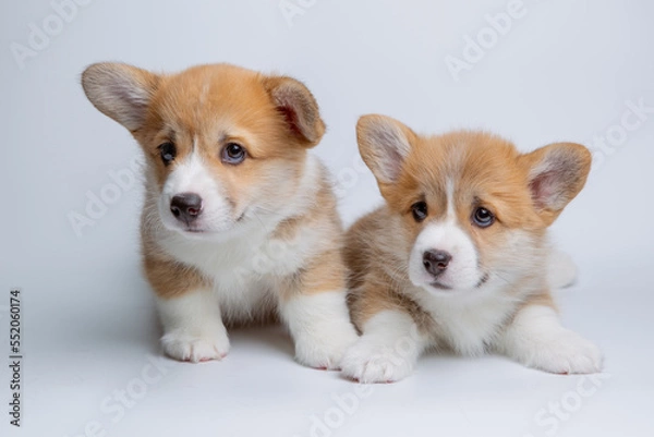 Fototapeta a group of welsh corgi puppies on a white background, isolated