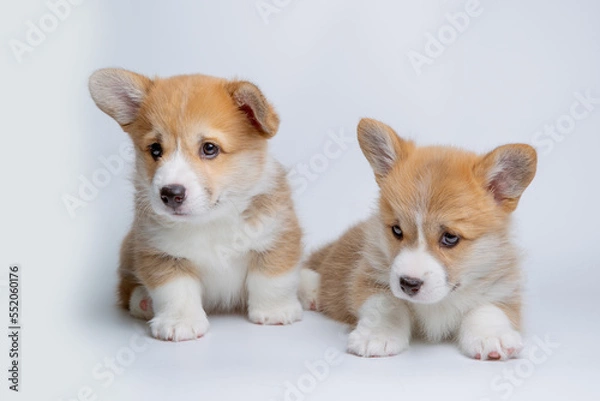 Fototapeta a group of welsh corgi puppies on a white background, isolated