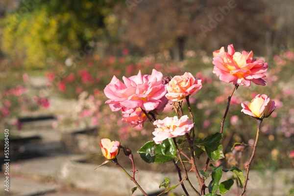 Obraz Kwitnąca róża. Jesień.