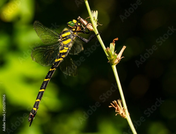 Obraz dragonfly on a branch