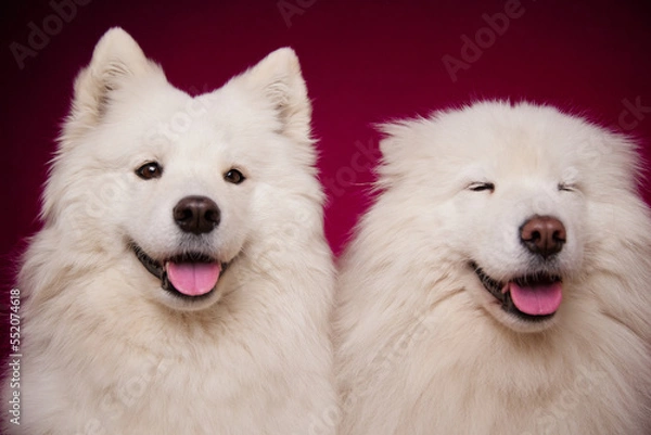 Obraz Two smiling dogs with their tongues hanging out on a burgundy background. Cute dogs of the Samoyed breed.