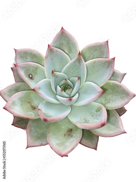 Obraz echeveria 11