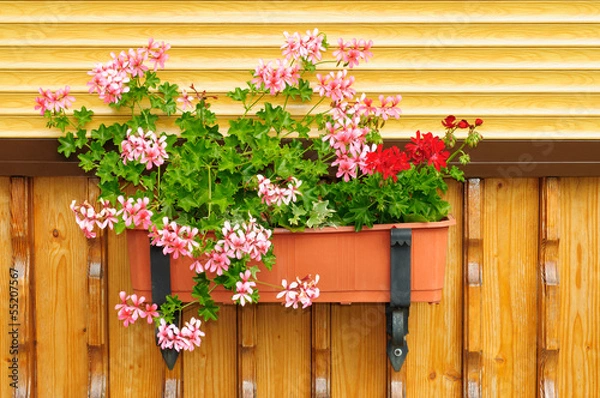 Obraz Flowers in a flowerpot.