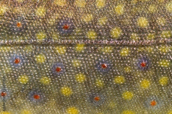 Obraz Fish Skin Trout