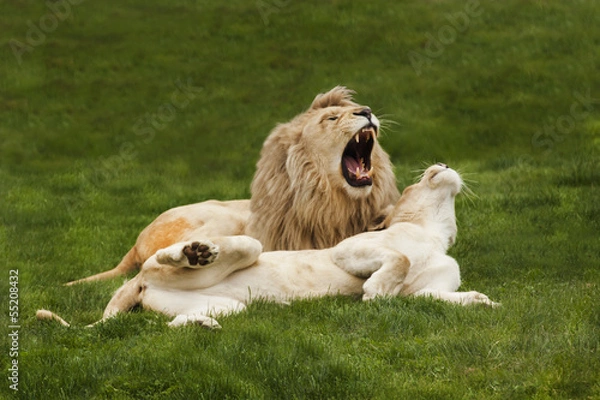 Obraz weisse löwen spielen
