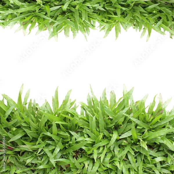 Obraz Grass frame on white background