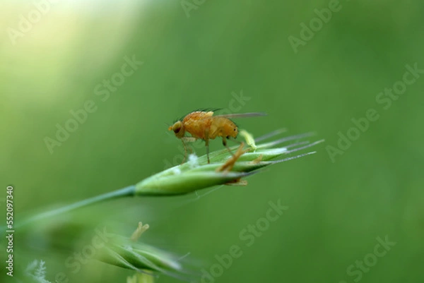 Fototapeta The yellow fruit fly is resting on the green grass.