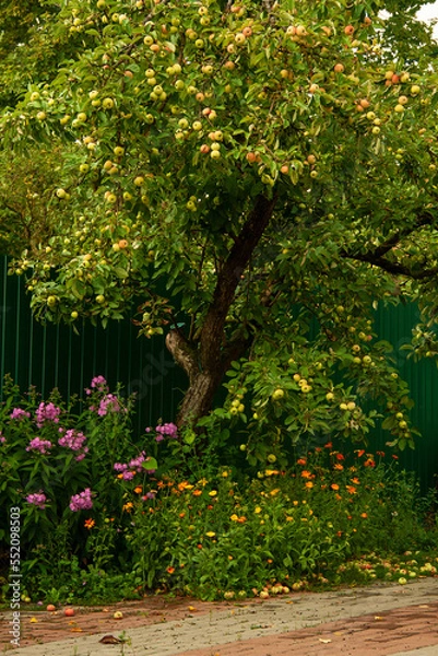 Obraz Apple tree with lot of apples on branches and on the ground beneath in the rural garden at autumn