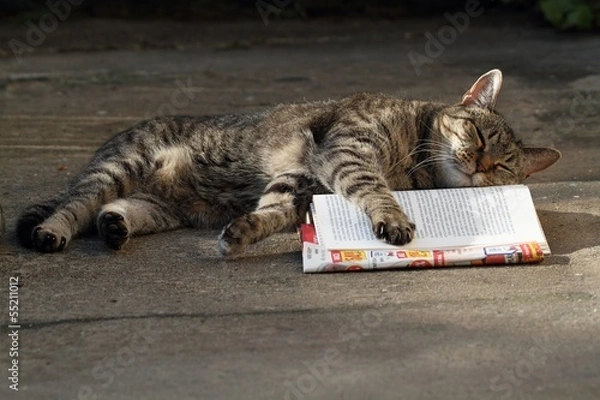 Obraz Cat sleeping on a book.