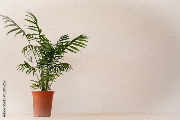 Obraz 淡色の背景に緑のテーブルヤシの鉢
