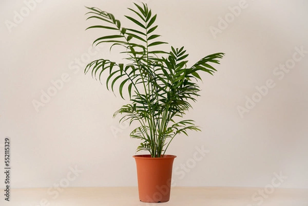 Obraz 淡色の背景に緑のテーブルヤシの鉢
