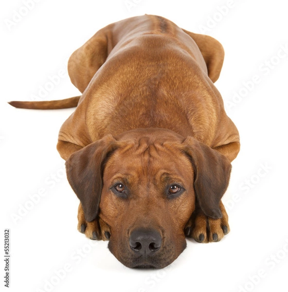 Fototapeta Rhodesian Ridgeback
