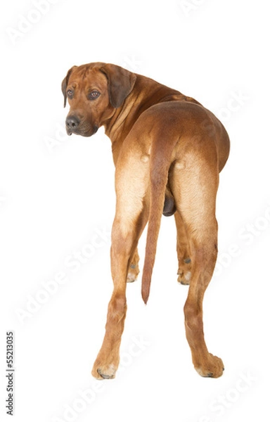 Fototapeta Rhodesian Ridgeback
