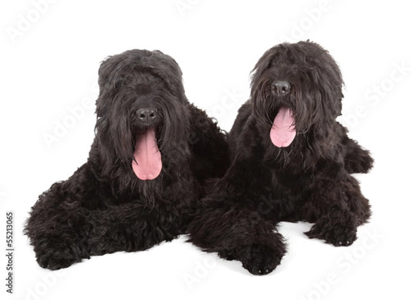 Obraz black russian terrier
