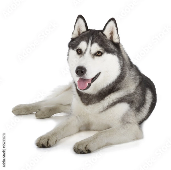Obraz Siberian Husky