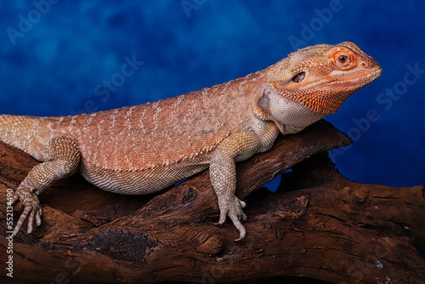 Obraz iguana on a tree