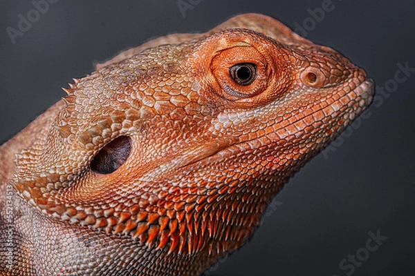 Obraz bearded dragon lizard