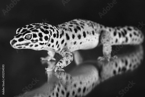 Obraz leopard gecko on black background