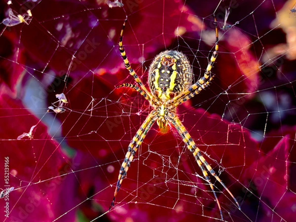 Obraz HUGE SPIDER in web