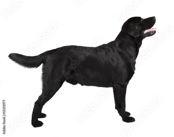 Obraz czarny labrador retriever