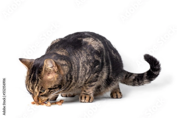 Obraz cat eating, png file