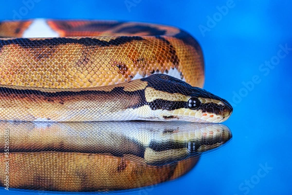 Obraz close up of a python