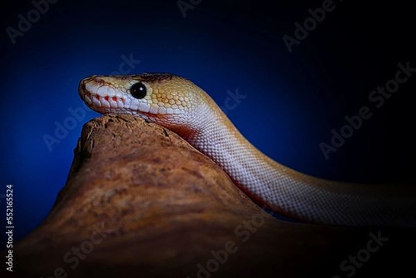 Obraz close up of a python