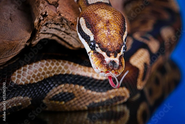Obraz close up of a python