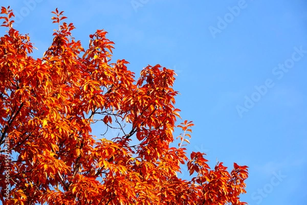 Fototapeta オレンジ色の葉と青空