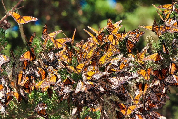 Fototapeta Close-up view of overwintering monarch buttterflies