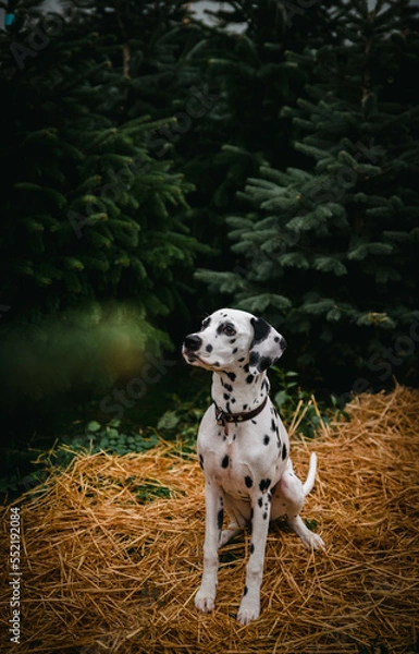 Fototapeta junger Dalmatiner im Wald mit Lichtern