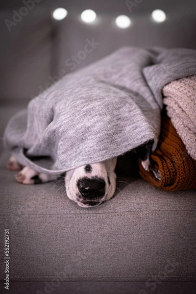 Fototapeta junger Dalmatiner hat Decke über Kopf