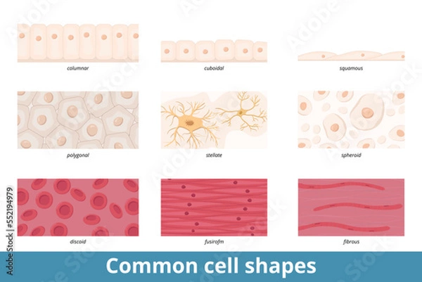 Fototapeta Common cell shapes. Squamous, cuboidal, columnar, polygonal, stellate, spheroid, discoid, spindle-shaped, and fibrous cell forms and their common representatives as red blood cells or epithelium.