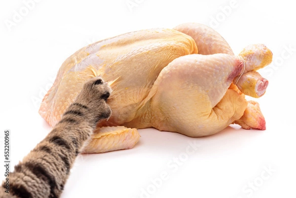Fototapeta A whole raw chicken on a white background, which is touched by a striped cat with a paw