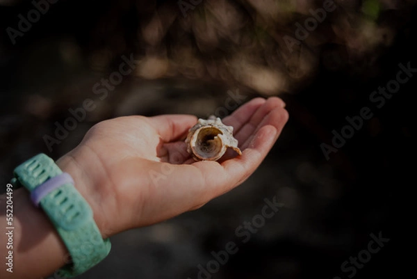 Fototapeta Shell in the Hand