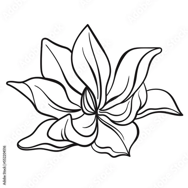 Obraz One line black illustration grafic flowers magnolia draw