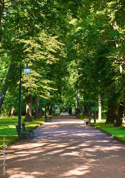 Obraz Trees and park path at the public park. Green city park with trees.