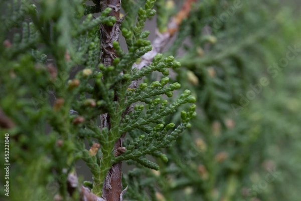 Obraz Textura planta