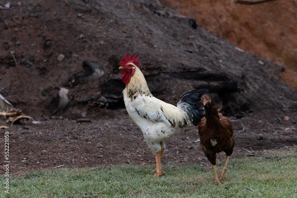 Obraz Galo e galinha