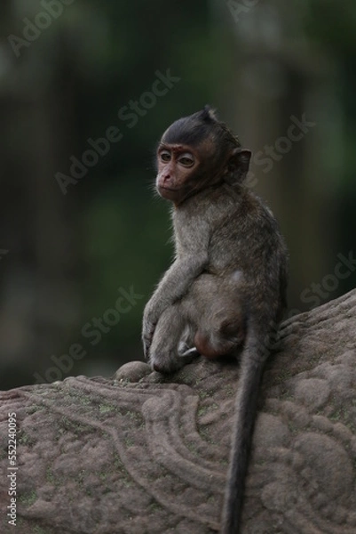 Fototapeta a long macaque