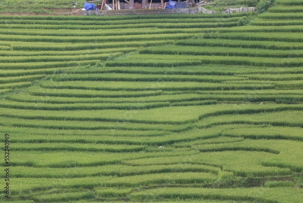 Fototapeta rice terraces