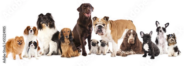 Obraz Grupa psów siedzi na białym tle
