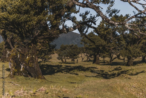 Obraz tree in the forest