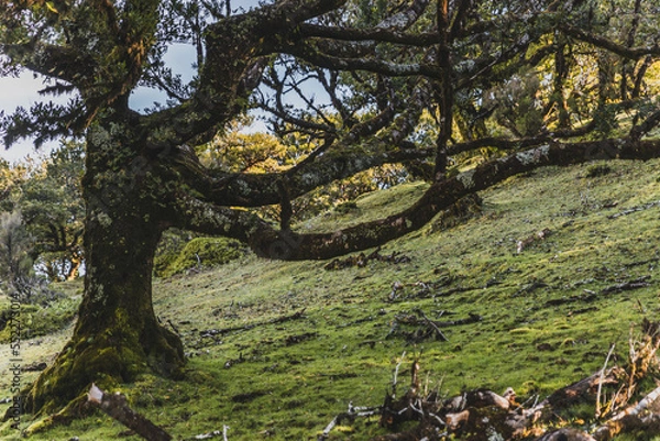 Obraz tree in the forest