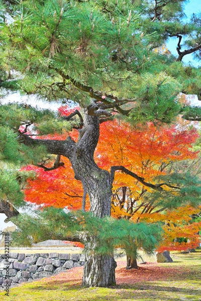 Obraz 紅葉と松の木