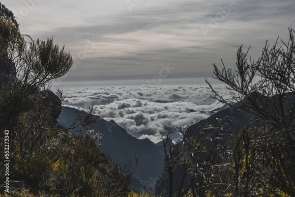 Fototapeta Forest - levada