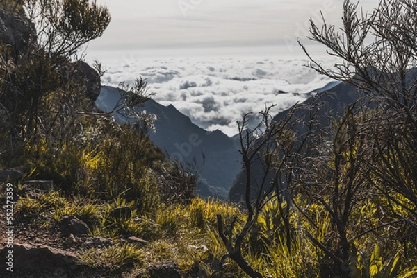 Obraz Forest - levada